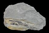 Pennsylvanian Horsetail (Calamites) Fossil - Kentucky #154738-1